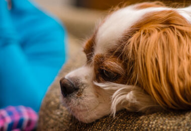 A cute King Charles Cavalier dog sitting on the couch.