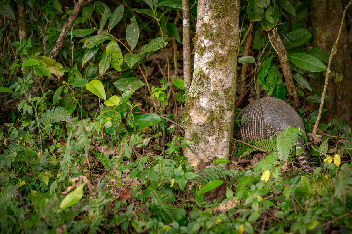 Armadillo found in a Monteverde cloud forest in Costa Rica.