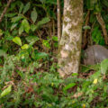 Armadillo found in a Monteverde cloud forest in Costa Rica.