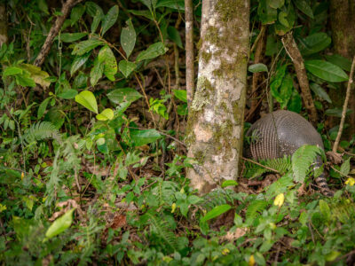 Armadillo in Monteverde Cloud Forest, Costa Rica