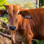 Costa Rican cow in Alajuela province, Costa Rica.