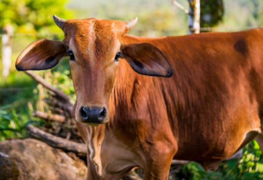 Costa Rican cow in Alajuela province, Costa Rica.
