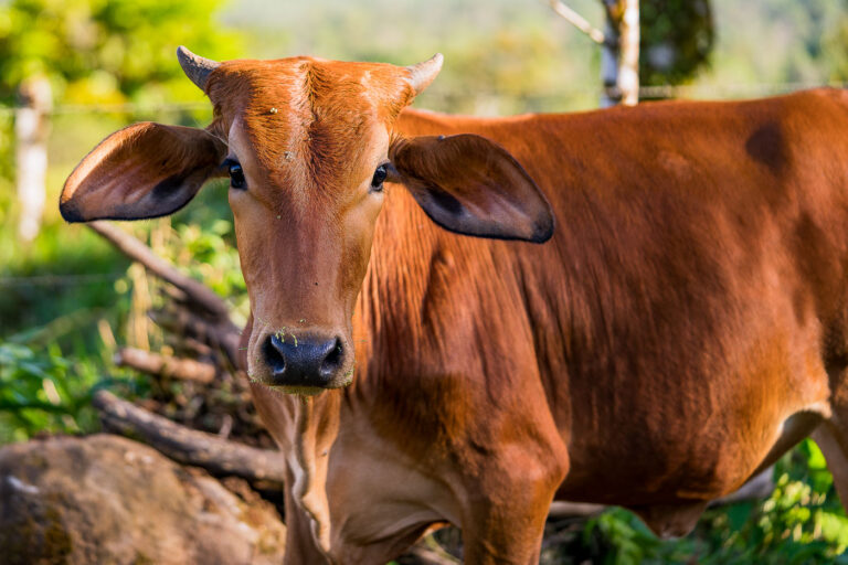 Young Brown Cow in Alajuela Province, Costa Rica 1 A young brown cow stands in a rural setting within Alajuela Province, Costa Rica. This region is known for its agricultural productivity, including cattle ranching, which has been a significant part of the Costa Rican economy for centuries. The presence of cattle reflects the country's historical reliance on farming and its ongoing role in food production. Alajuela Province, located in the Central Valley, benefits from fertile land and a favorable climate for raising livestock.