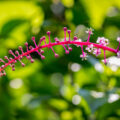 Costa Rica Flower