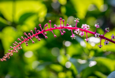 Costa Rica Flower