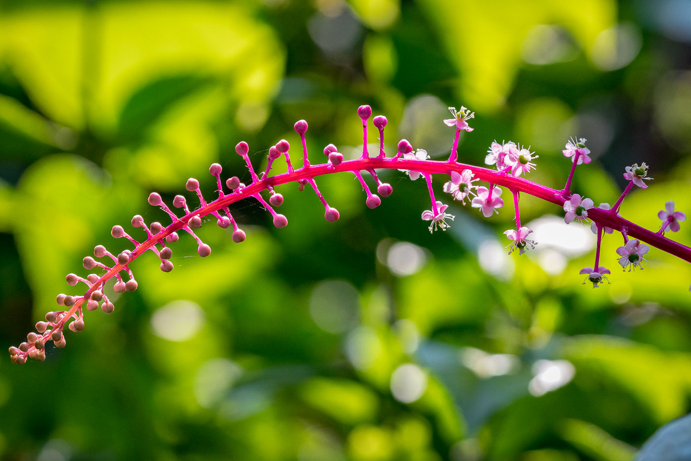 Costa Rica Flower