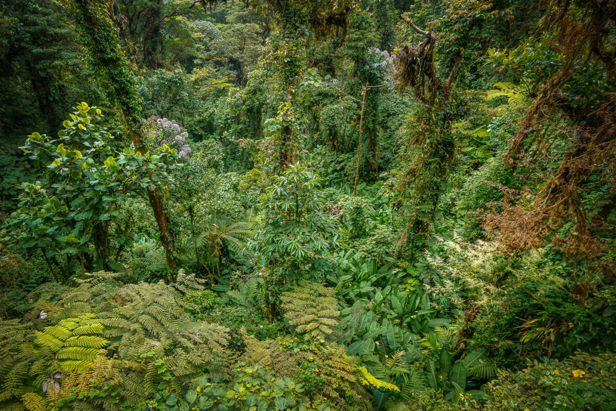 Heavy greenery in Monteverde Costa Rica cloud forest.