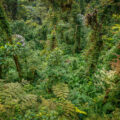 Heavy greenery in Monteverde Costa Rica cloud forest.