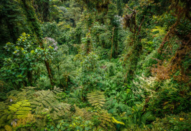 Heavy greenery in Monteverde Costa Rica cloud forest.