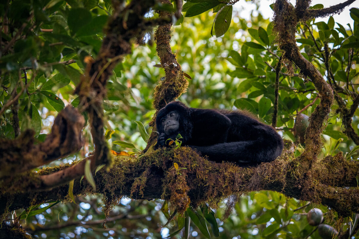 Costa Rican howler monkey in a tree.