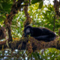 Costa Rican howler monkey in a tree.