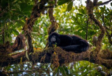 Costa Rican howler monkey in a tree.