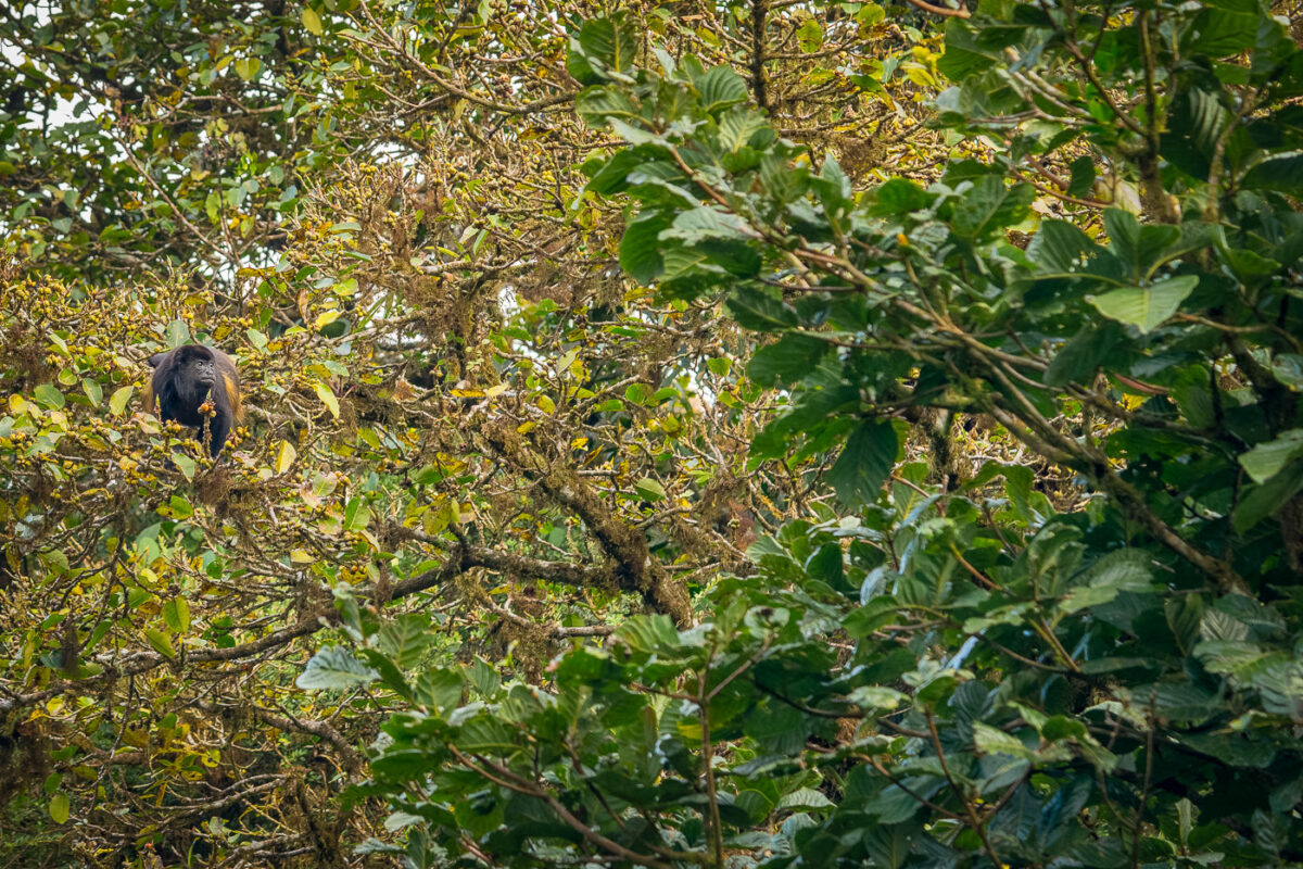 Howler monkey in a tree in Costa Rica forest.