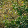 Howler monkey in a tree in Costa Rica forest.