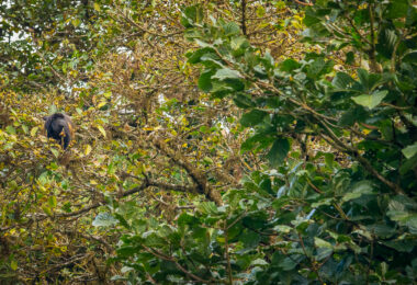 Howler monkey in a tree in Costa Rica forest.