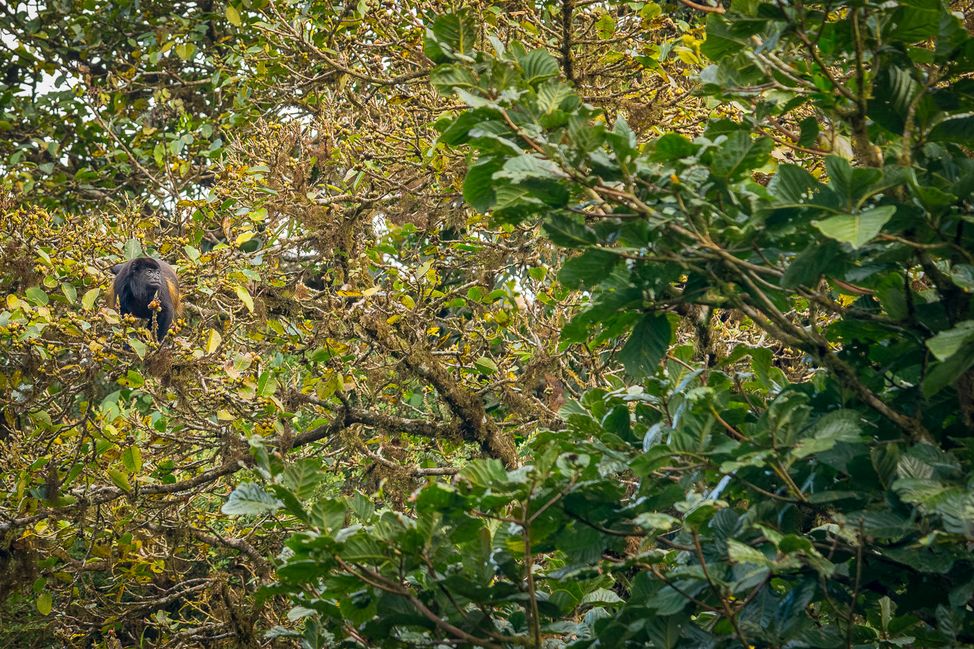 Howler Monkey in Costa Rica Cloud Forest