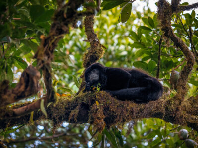 Howler Monkey in Costa Rican Cloud Forest