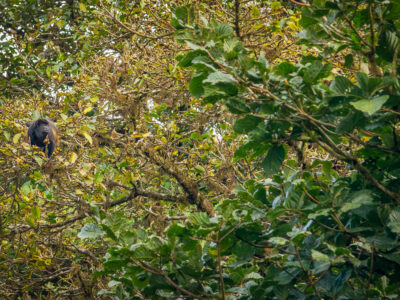 Howler Monkey in Costa Rican Rainforest