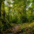 Cloud forest in Monteverde Costa Rica.