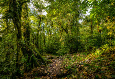 Cloud forest in Monteverde Costa Rica.