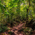 Arenal 1968 lava flow trails near Arenal Volcano in Costa Rica.