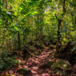 Arenal 1968 lava flow trails near Arenal Volcano in Costa Rica.