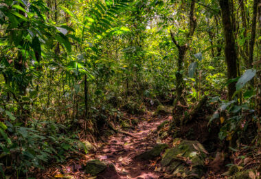 Arenal 1968 lava flow trails near Arenal Volcano in Costa Rica.