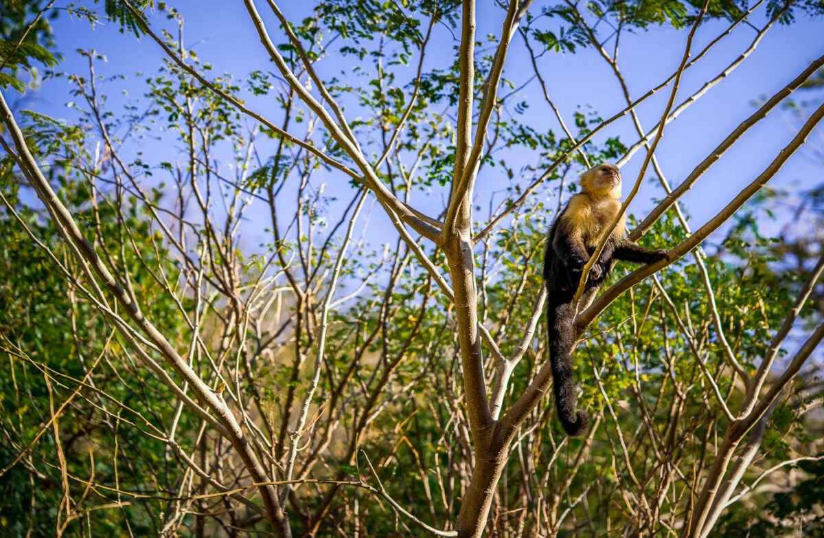 A wild capuchin monkey found along the shore in Jobo Bay. Northwest Costa Rica.