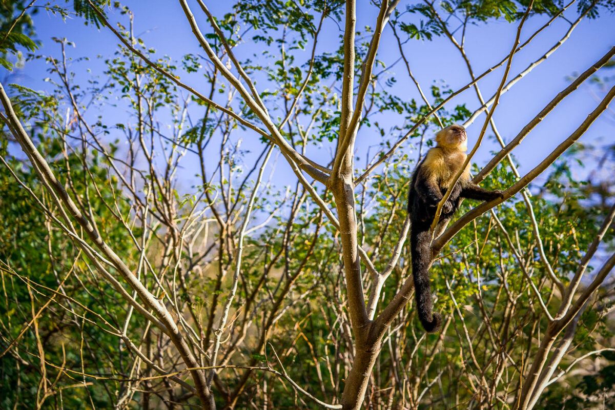 A wild capuchin monkey found along the shore in Jobo Bay. Northwest Costa Rica.