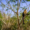 A wild capuchin monkey found along the shore in Jobo Bay. Northwest Costa Rica.