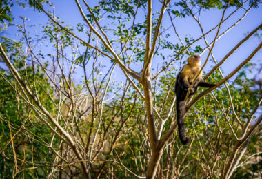 A wild capuchin monkey found along the shore in Jobo Bay. Northwest Costa Rica.