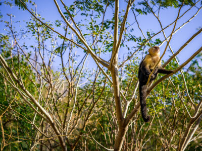 Capuchin Monkey in Tree, Jobo Bay, Costa Rica
