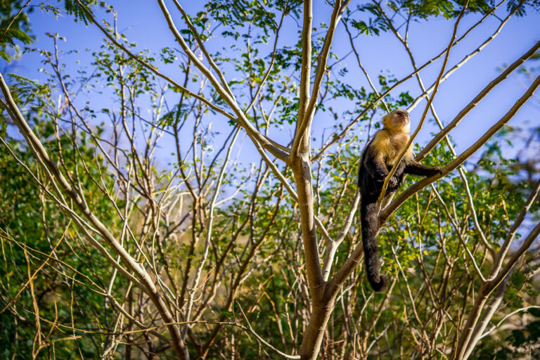 Capuchin Monkey, Costa Rica 2 A wild capuchin monkey found along the shore in Jobo Bay. Northwest Costa Rica.