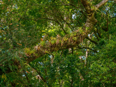 Bromeliads on Tree Branch, Monteverde Cloud Forest