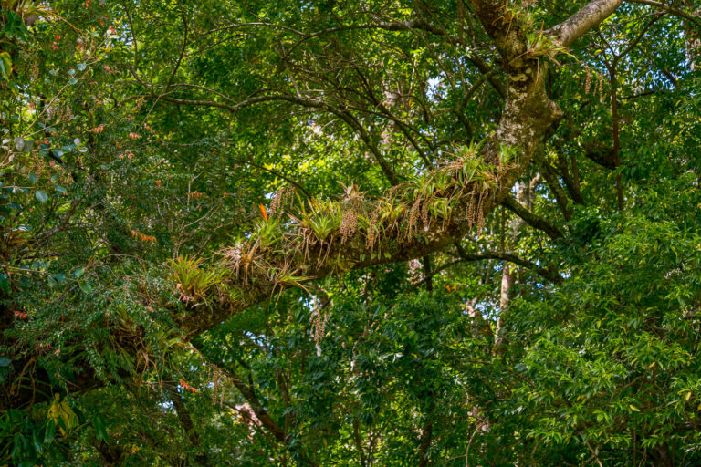 Monteverde Cloud Forest Bromeliads, Costa Rica 2 Nature of Costa Rica