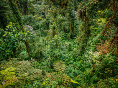Monteverde Cloud Forest Canopy, Costa Rica