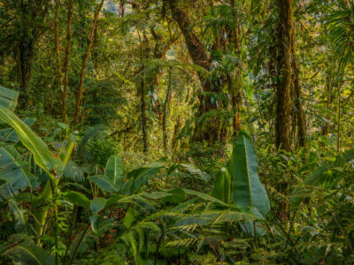 Monteverde Cloud Forest Flora, Costa Rica