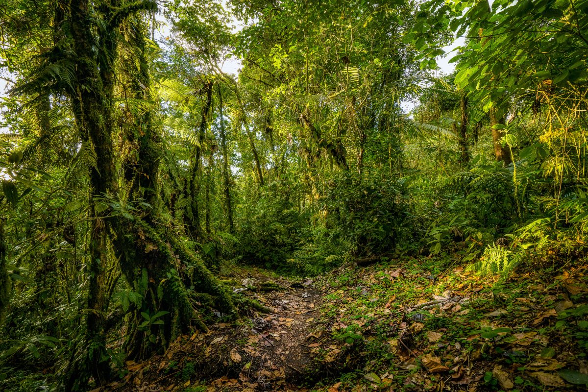 A trail winds through the lush Monteverde Cloud Forest Biological Preserve in Costa Rica, characterized by dense vegetation and moss-covered trees.