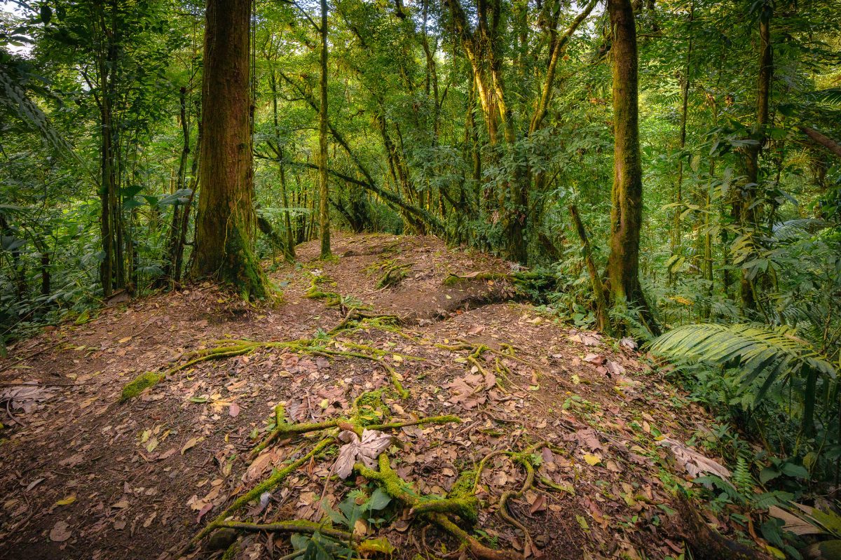 Monteverde Cloud Forest Trail