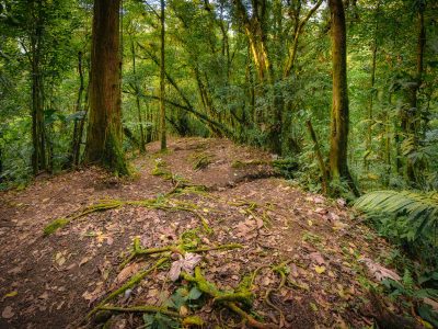 Monteverde Cloud Forest Trail