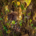 Sloth in the Monteverde region of Costa Rica.