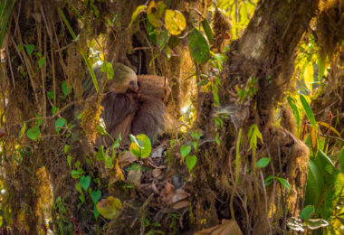 Sloth in the Monteverde region of Costa Rica.