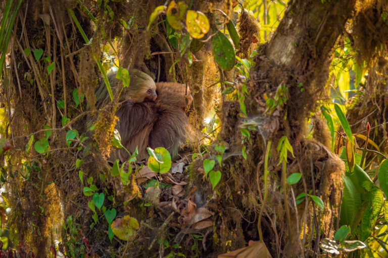Sloth in Monteverde Cloud Forest, Costa Rica 3 Two sloths are nestled together in the dense foliage of the Monteverde Cloud Forest in Costa Rica. This unique ecosystem, characterized by its high humidity and frequent mist, supports a rich biodiversity, including various species of sloths. The Monteverde region is a significant area for ecotourism and conservation efforts in Costa Rica, drawing visitors interested in its unique flora and fauna. The cloud forest's specific environmental conditions are crucial for the survival of species like the sloth, which are adapted to this arboreal and humid environment.
