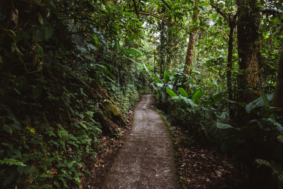 Hiking in a Monteverdes Cloud Forest, Costa Rica.