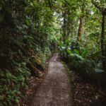 Hiking in a Monteverdes Cloud Forest, Costa Rica.