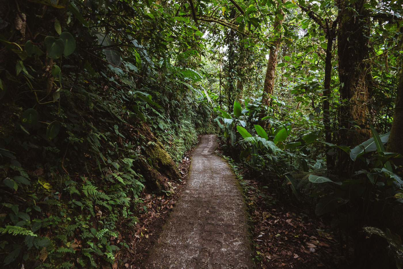 Monteverdes Cloud Forest Costa Rica Hiking Trail