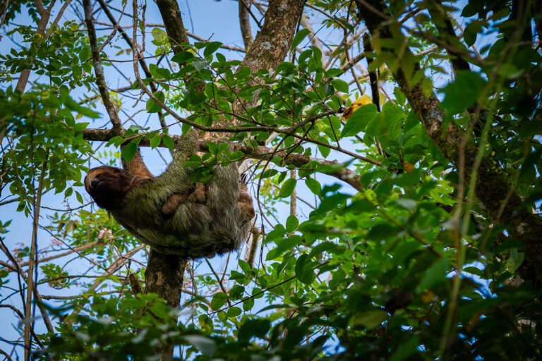 Mother and baby sloth in Costa Rican rainforest 3 A mother sloth and its baby cling to a tree branch in the Costa Rican rainforest.