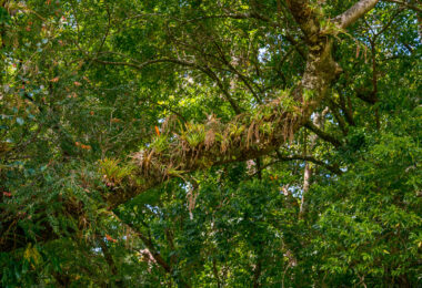 Nature of Costa Rica February 2019
