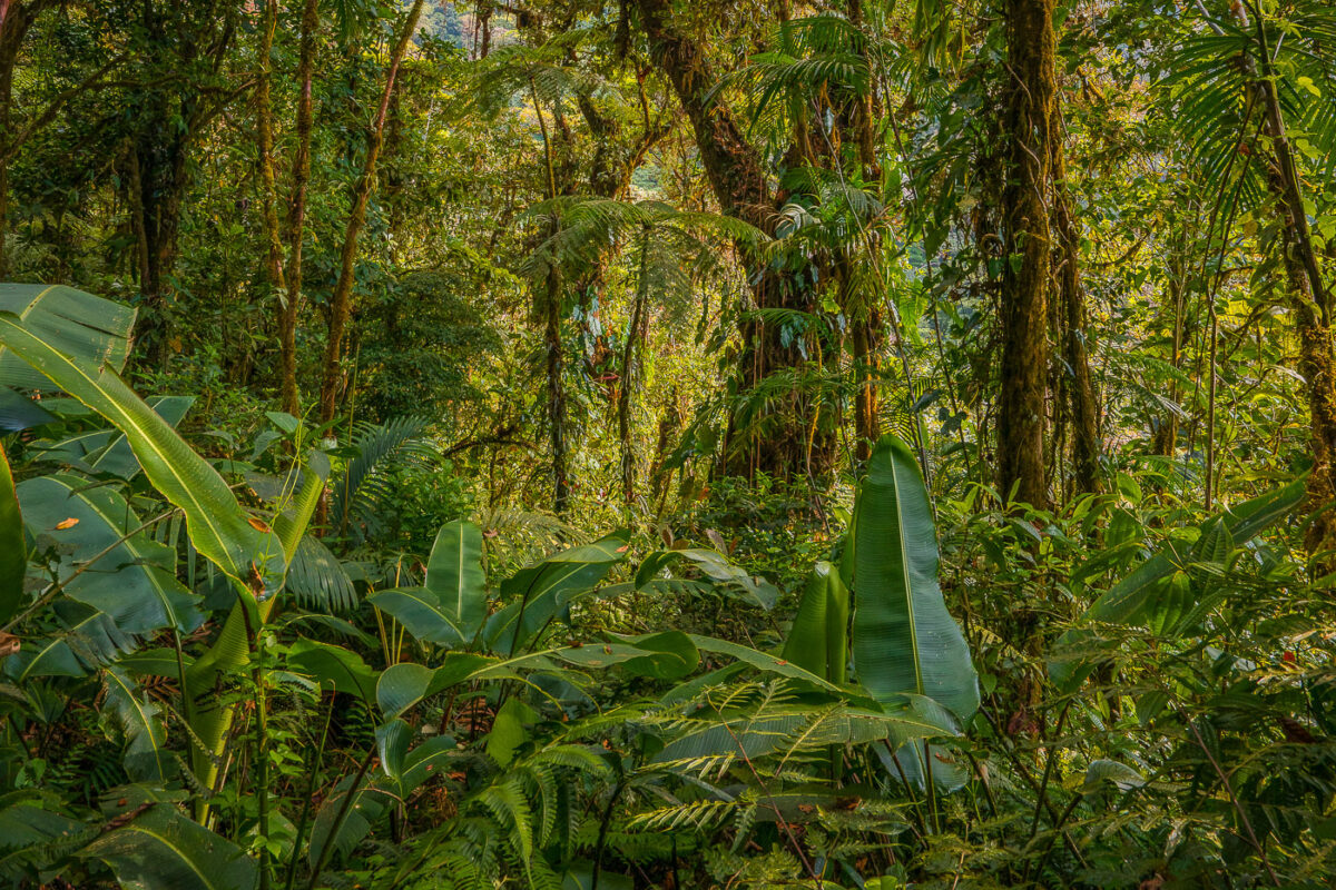 Plants at Monteverde Cloud Forest