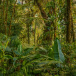 Plants at Monteverde Cloud Forest